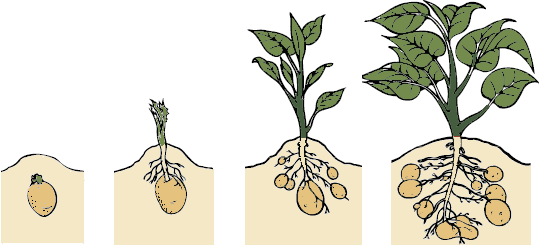 Desarrollo de la patata Desarrollo de la patata